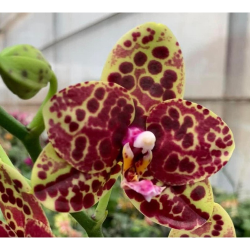 Орхiдея Phal. Yaphon Black Swan Black Anaconda уцінка - купити